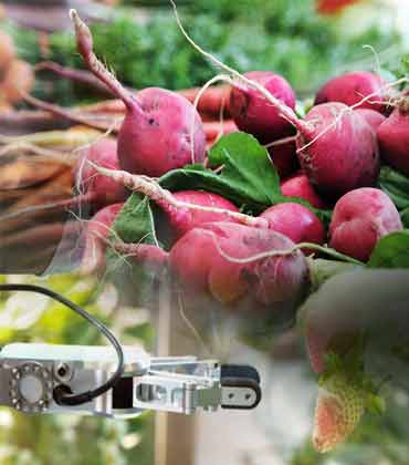 The Circular Economy for a Resource-Efficient Food System
