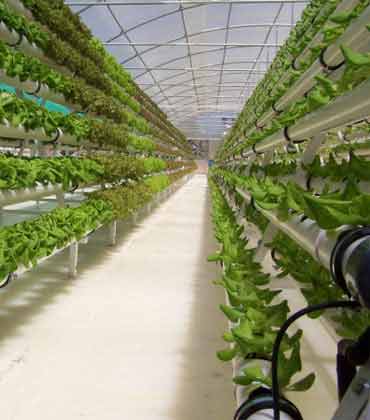 Farming without Soil: Is Hydroponics the new Buzzword?  