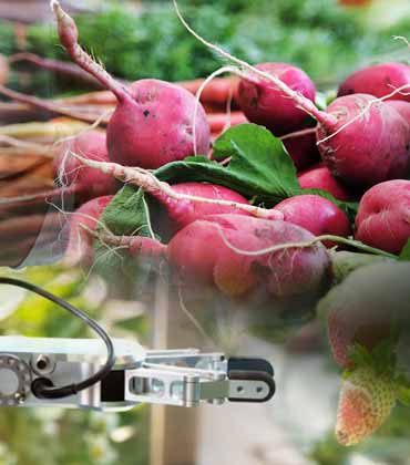 Importance of Ingredients in the Manufacture of Plant-based Alternative Food 