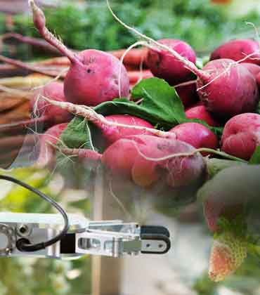 The Pursuit of Excellence: Evaluating the Palatability of Quality in the Food Industry