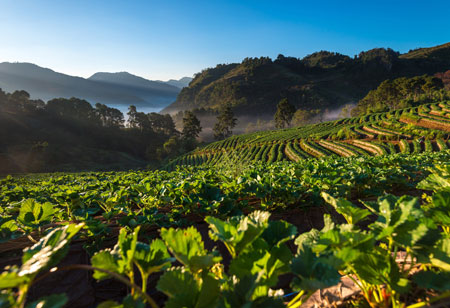 Raising Investment Values in Food and Agribusiness