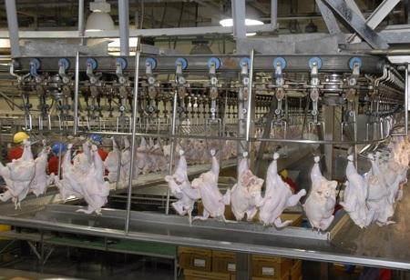 Top 6 Technologies that will Revamp the Face of Poultry Production
