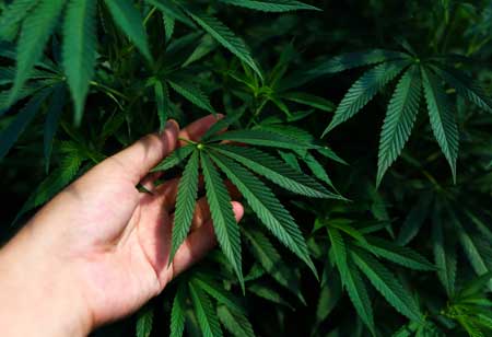 Cannabis Marketing Trends in 2023