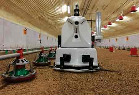 How Robots Helps Farmers in Poultry Sector?