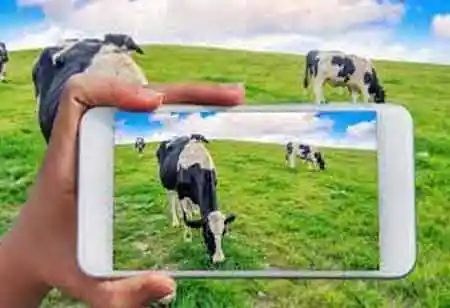 Ways Farming Has Benefitted from Livestock Management Software