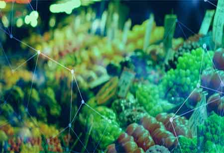 Addressing Food Waste: The Power of Consumer Education and Technology