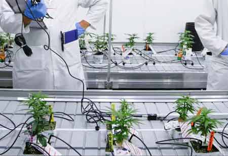 How Innovative Technologies Enhance the Growth of Cannabis Industry