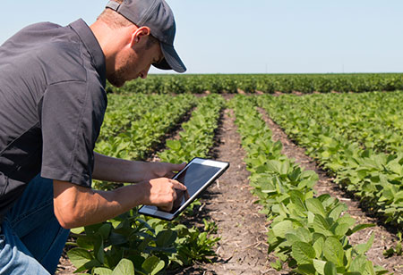 How can Environmental Monitoring Eliminate Issues in the Food Supply Chain?