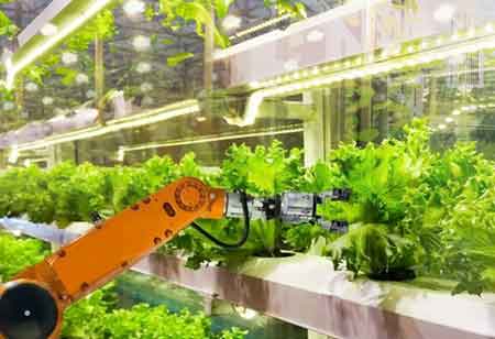 Make billions with Hydroponic Farmings High Value Cash Crops
