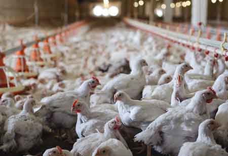 How Can Modern Technologies Empower the Poultry Industry to Operate Smartly?