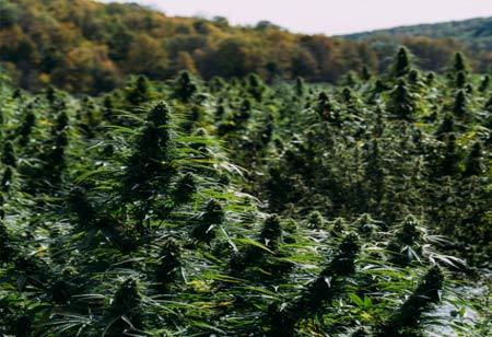 Importance of Vertical Integration in Cannabis Industry