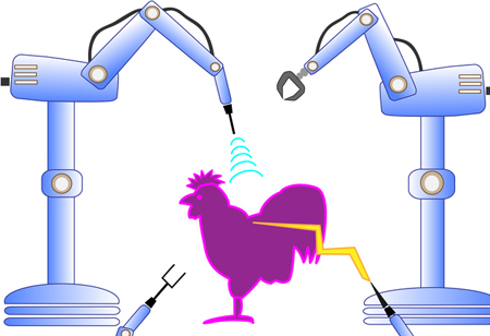 How AI Helps in Poultry Management