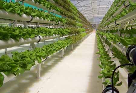 Farming without Soil: Is Hydroponics the new Buzzword?  