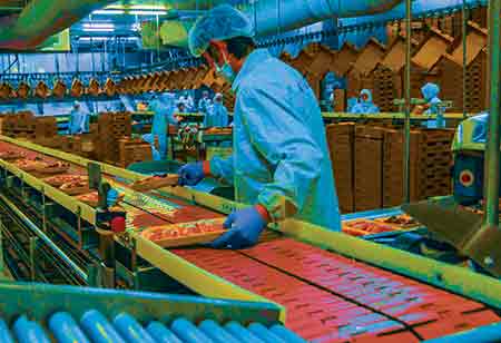 Artificial Intelligence in Poultry