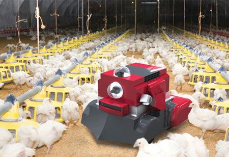 How is the Adoption of Robotics Transforming the Poultry Industry?