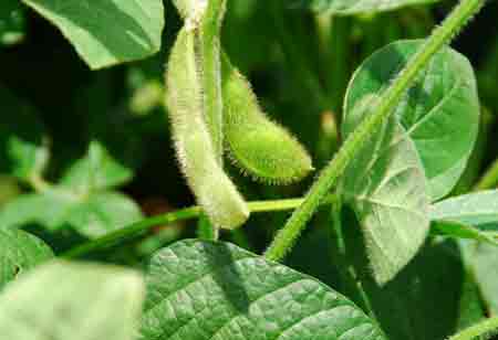Phoenix Beans Chooses IIIinois-grown Soybeans