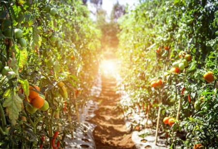 How Food Tech Can Help Achieve Sustainable Food System  