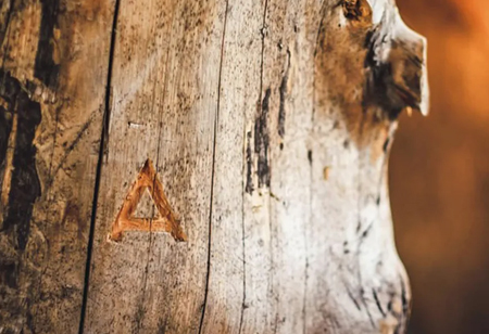 Arbiom to Commercialize the Wood-to-Food Technology