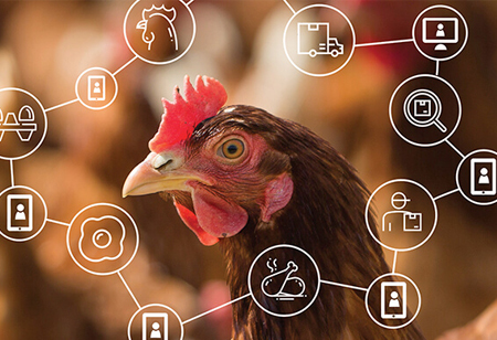 The Potential of Blockchain in the Poultry Industry