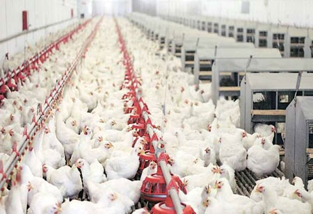 How Poultry Farms Can Streamline their Operations