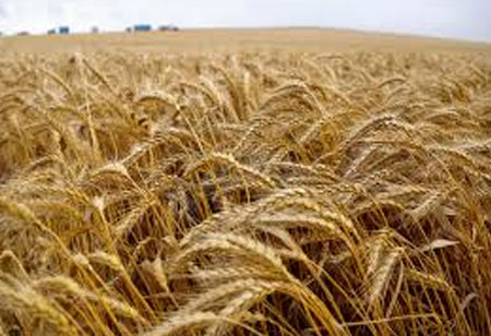 Top Sustainable Food Trends for 2021
