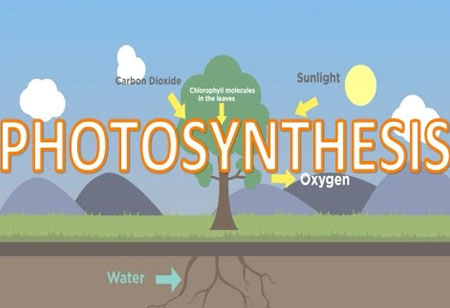 New Methods to Tweaking Photosynthesis to Boost Plant Growth
