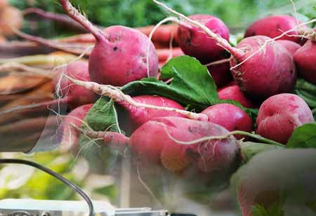 Emerging Plant-based Food and Beverage Products to Control Taste and Texture Challenges