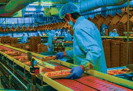 Automation Now an Important Slice of the Food Industry Pie
