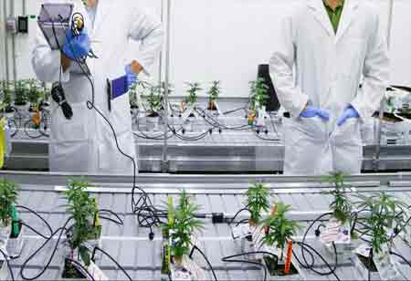 New Technologies in the Cannabis Industry