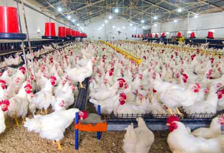 How has Technology Impacted Poultry Processing?