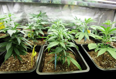 Cannabis Tech: The Rising Sector