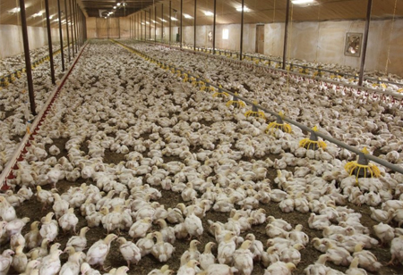 Technology Improving Safety in Poultry Processing 