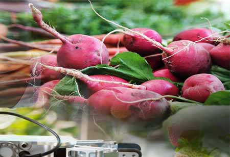 The Circular Economy for a Resource-Efficient Food System