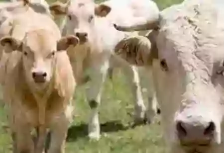 Best Methods for Easy and EffectiveLivestock Management