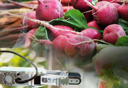 How Does Technology Impact a Company's Food Safety Culture and Cold Supply Chain?