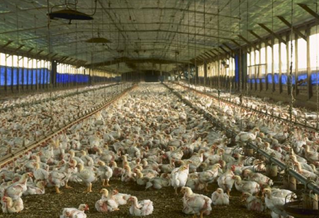 How IoT Makes Smart Poultry Management a Reality