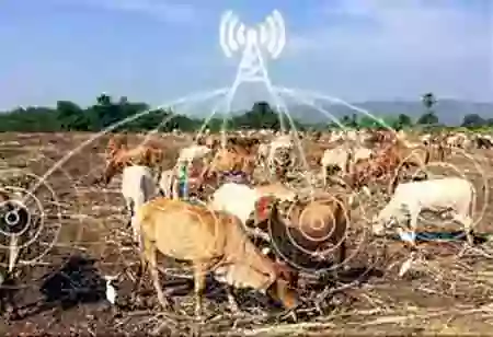 Role of AI in Livestock Management Systems 