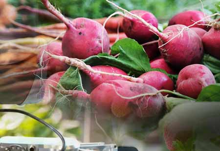 Using Bioinformation Research to Transform Winemaking and Grape Growing
