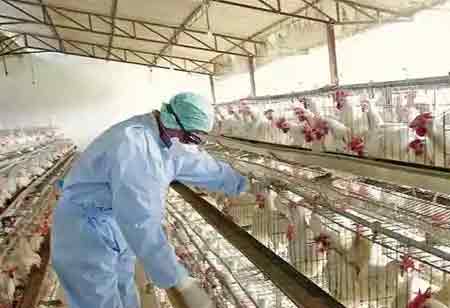How Can Technology Help the Poultry Sector During Crisis?