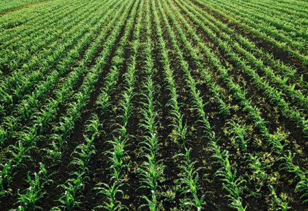 Precision Agriculture: Technology- Enabled Cropland Innovation