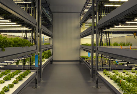 Building Nutritious Green Farms in Concrete Jungles
