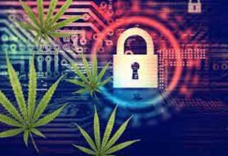 How is E-Commerce Technology Powering Cannabis Sector? 
