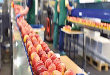 Transforming the Food Industry Through a Sustainable Approach