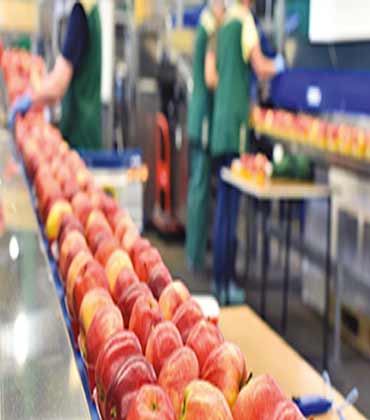 Transforming the Food Industry Through a Sustainable Approach