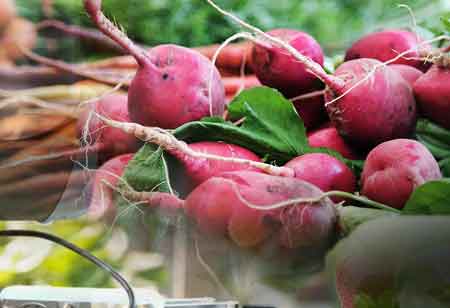 AI-Powered Innovations Reshaping Food Manufacturing for Maximum Efficiency